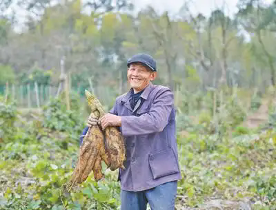 橫峰縣姚家鄉(xiāng)村民在收葛